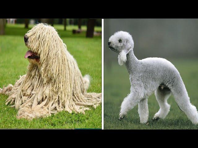 15 MOST Unusual Dog Breeds