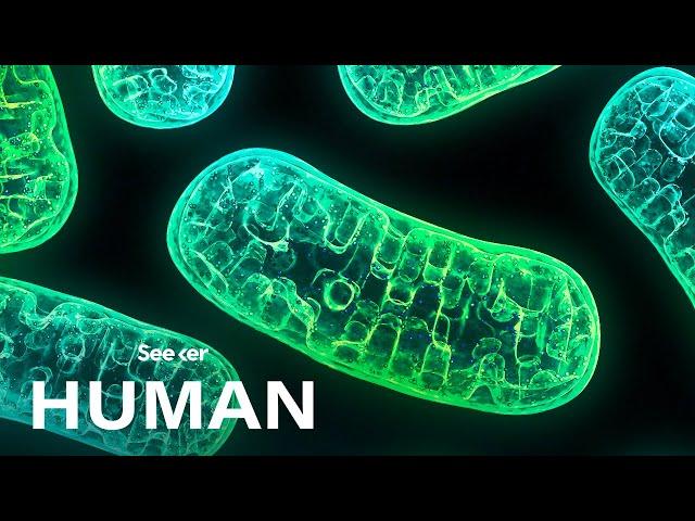 Mitochondria Aren't Just the Powerhouse of the Cell