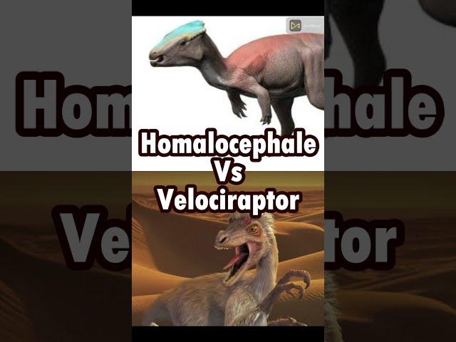 Velociraptor Vs Homalocephae | According to real Info #short #dinosaur #velociraptor