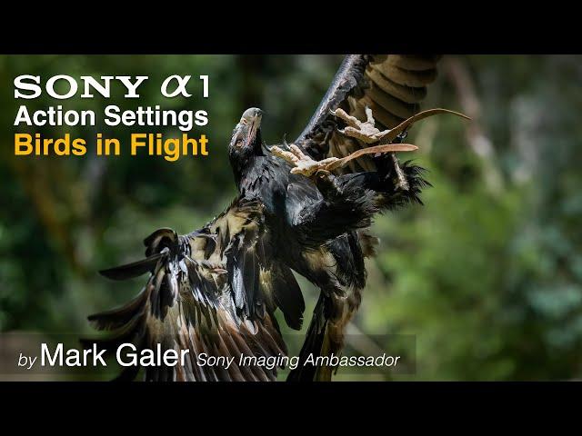 Sony Alpha 1 / A1 Camera Settings for Shooting Action and Birds in Flight