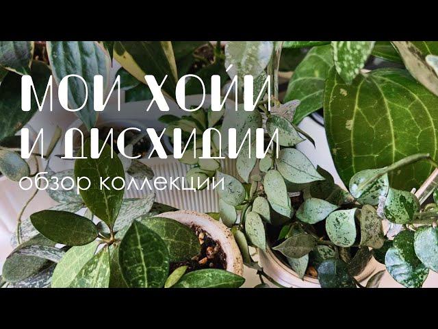 Обзор коллекции: Мои Хойи и Дисхидии.