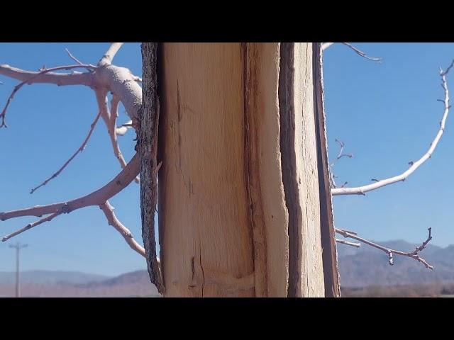 A Tree's Will to Survive: Defying Human Destruction. TreeSurvival#ResilienceOfNature#NatureIsAmazing