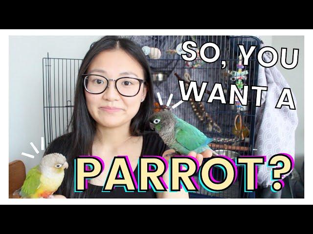 DO PARROTS MAKE GOOD PETS? | 7 Things to Consider Before Getting Your First Parrot