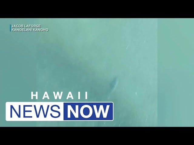 Video footage captures 10-foot tiger shark in waters off Kauai