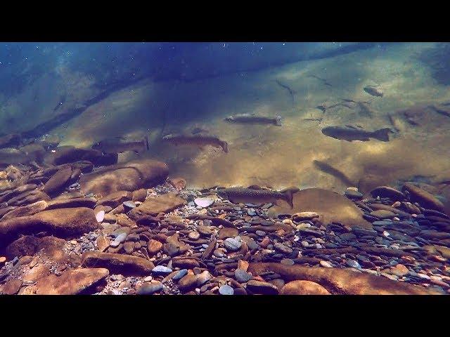 Fires Creek NC, April 12th 2018 - Underwater Shots