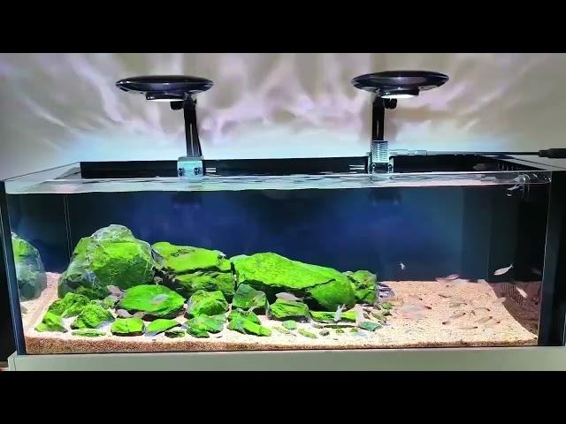 Daily share ZETLIGHT UFO F8 biotope aquarium tank