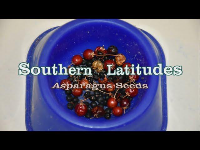 Asparagus fruit & seeds | Southern Latitudes