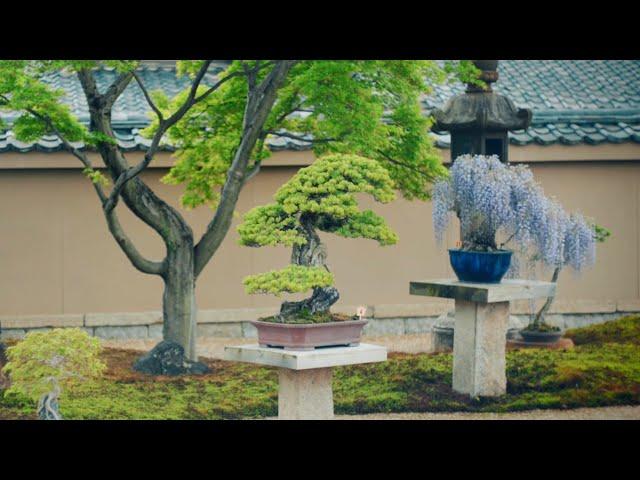 In Praise of Shadows - How Darkness Impacts Bonsai Aesthetics