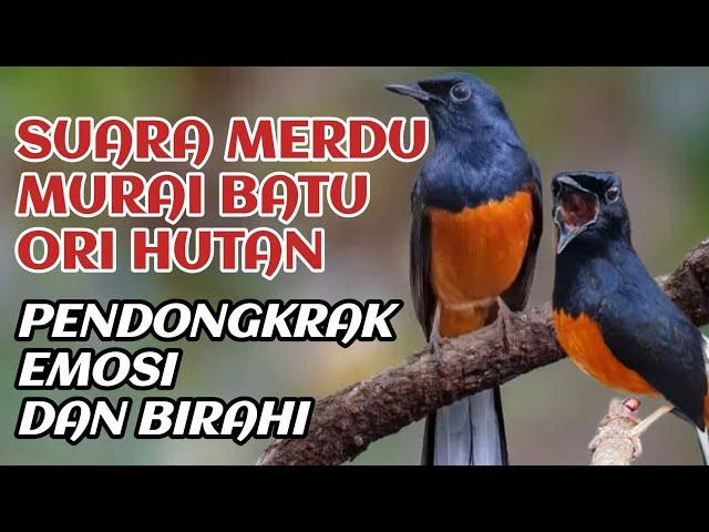 suara merdu murai batu di pagi hari cocok untuk pancingan burung anda