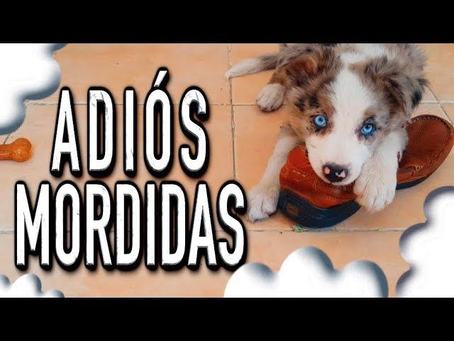 ADIÓS mordidas, destrozos y MALAS conductas de mi perro - MartGon