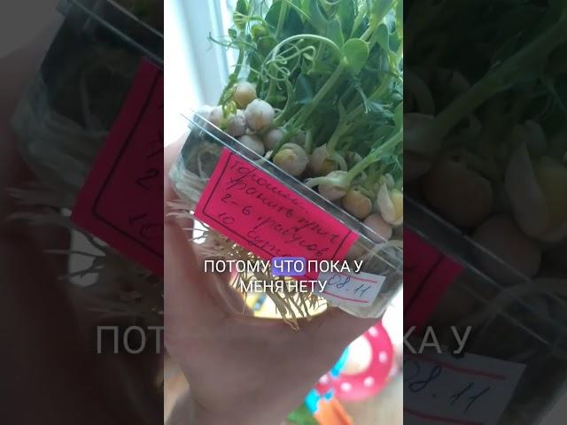Деньги из говна и палок | А палка стреляет раз в год| Полезная Травка  #бизнес #микрозелень