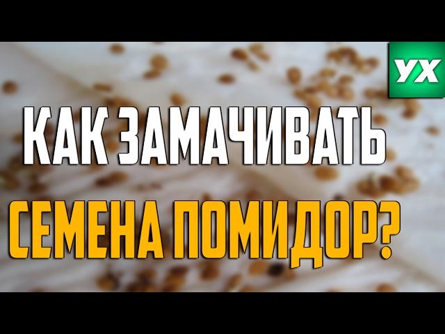 Как замачивать семена помидоров