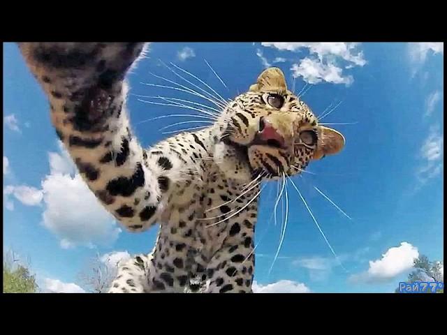 Самые смешные фотографии животных The funniest animal pictures