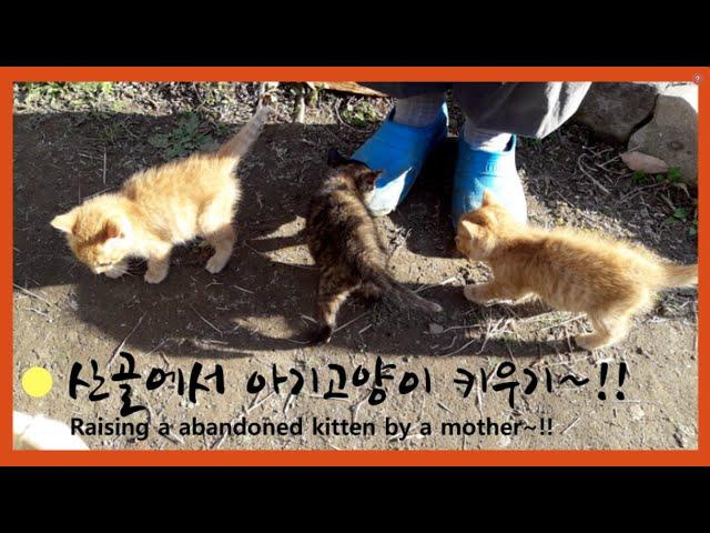 Baby Cat / New ties with baby cats  / Wintering in the Mountain House