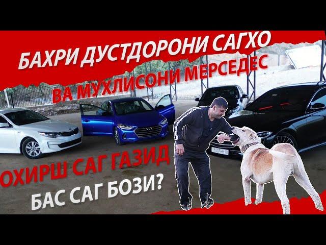 БАХРИ ДУСТДОРОНИ САГХО ВА МУХЛИСОНИ МЕРСЕДЕС