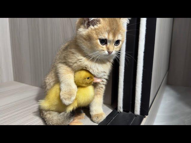 The daily life of ducklings and kittens is very interesting