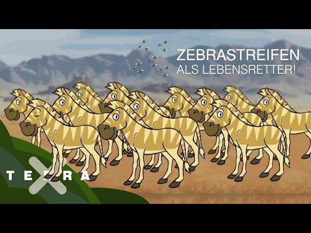 Darum haben Zebras Streifen – Evolution einfach erklärt. | Terra X