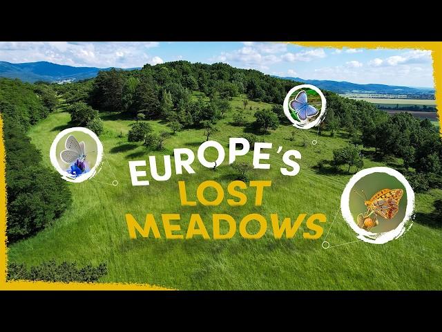We're Bringing Back Europe's Lost Butterfly Meadows