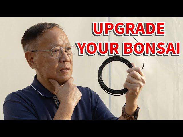 Bonsai For Beginners 10: How to upgrade your tree into a bonsai with wire. EASY!