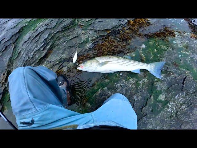 Non Stop Topwater Action - Shore Fishing The Fall Run