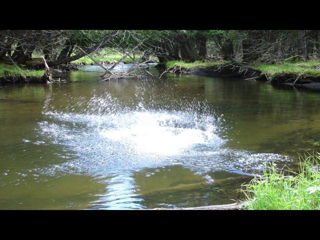 The Sturgeon Flows Through Green Timbers