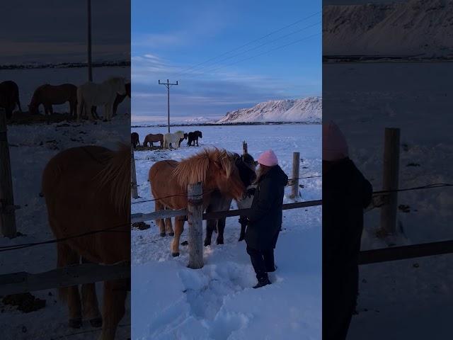 Iceland Diary | Iceland in December ️ #travel #icelandlove #winter