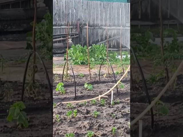 Удобный способ полива растений в саду