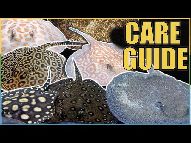 The COMPLETE Freshwater Stingray Care Guide! + My New Stingrays