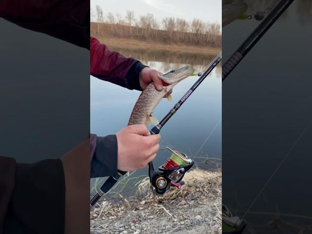 Шнурок пойман на приманку Pontoon 21 Awaruna 3.5 #fishing #pike #рыбалка #рыбалка #щука #p21 #окунь