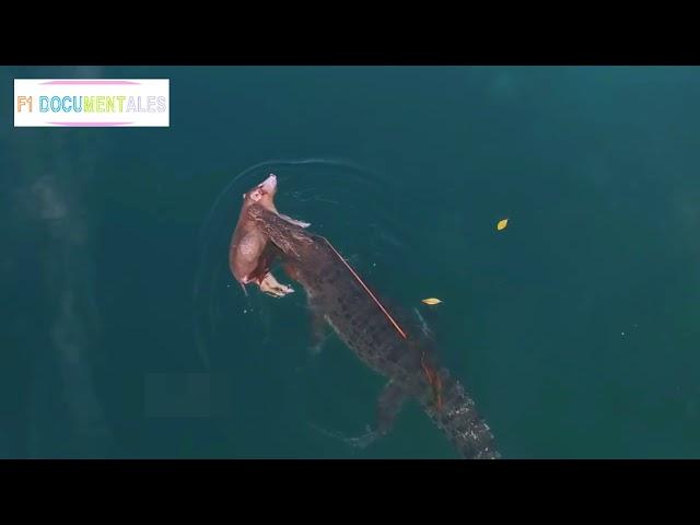 Un dron filma a un cocodrilo de agua salada mientras nada tras una cacería