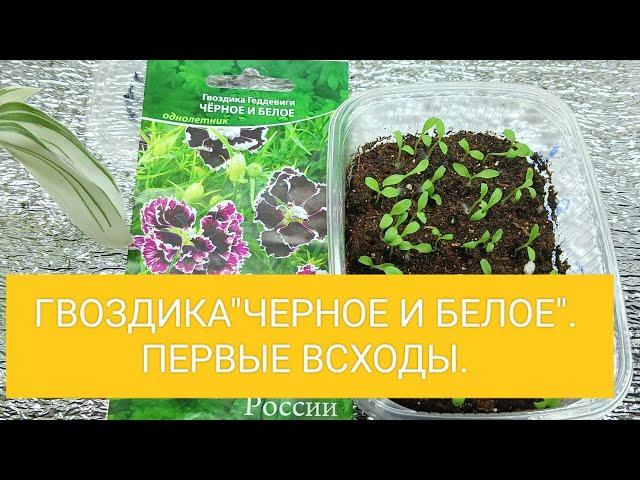 ГВОЗДИКА "ЧЁРНОЕ И БЕЛОЕ". ПЕРВЫЕ ВСХОДЫ.