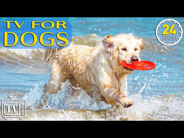 24 Hours Best Fun & Relaxing TV for Dogs: Fast-Boredom Busting & Anxiety Videos for Dog with Music