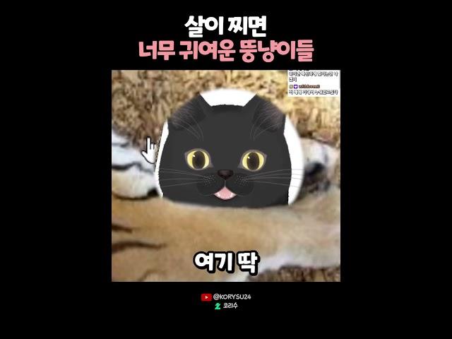 호랑이가 살찌면... 호.. 냥이..?