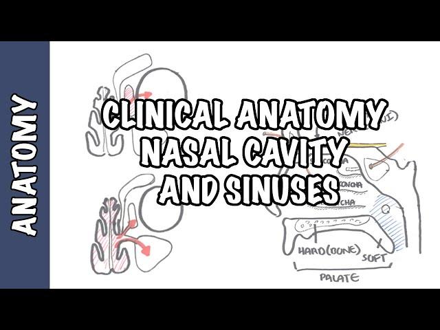 Clinical Anatomy  - Nasal Cavity and Sinuses