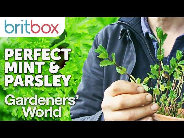 Growing the Perfect Parsley and Having Unlimited Mint | Top Tips | Gardeners' World