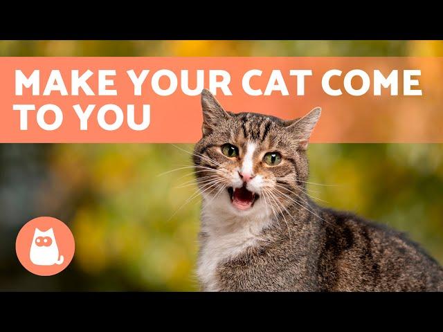 Meows to ATTRACT CATS  (Sounds to Make Your Cat to Come to You)