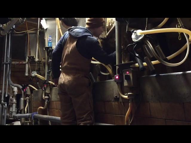 Milking cows in a double 4 herringbone parlor