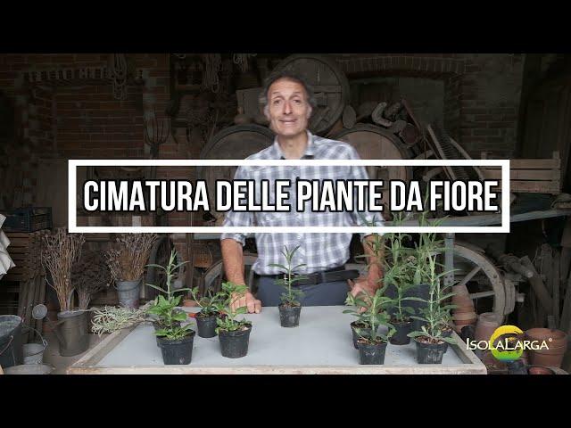 CIMATURA DELLE PIANTE DA FIORE