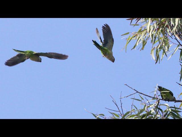 Wild Parakeet Sounds and Images