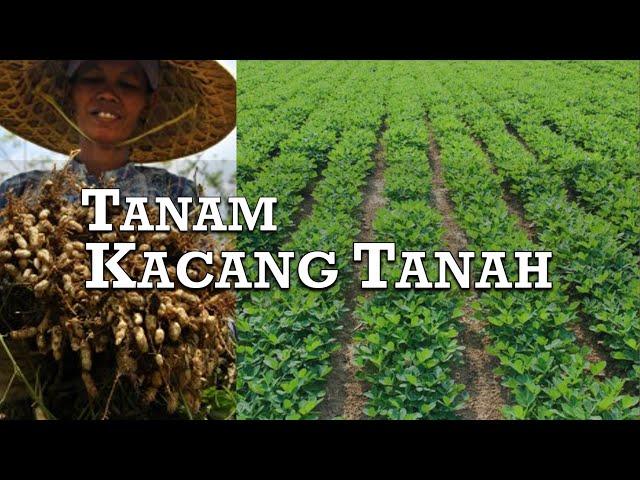 CARA TANAM KACANG TANAH