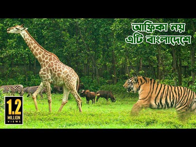 এশিয়ার সর্ববৃহৎ সাফারি পার্ক বাংলাদেশে || THE LARGEST SAFARI PARK IN ASIA