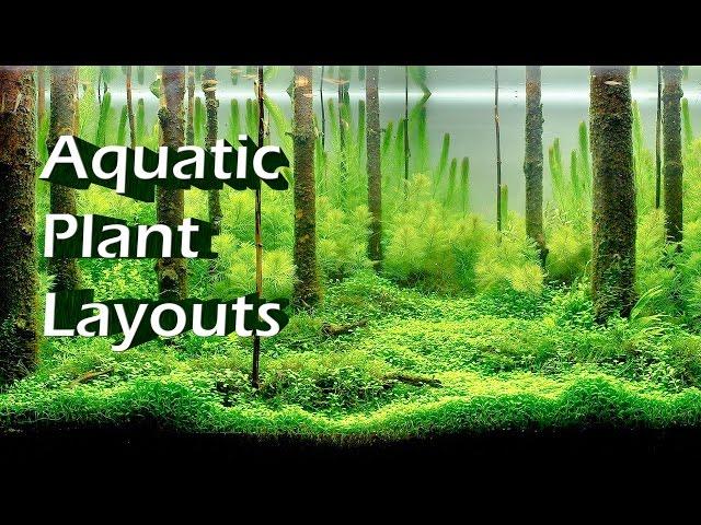 Top 10 Beautiful Aquatic Plant Layouts in Aquariums