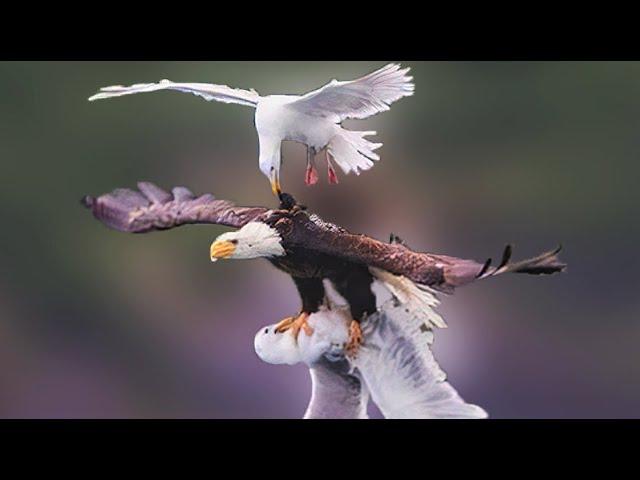 35 Most Epic Bird Battles Recorded On Camera!