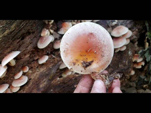 Brick Tops, SulfurTuft  or Hypholoma capnoides. 砖盖菌，黄韧伞，还是褐韧伞？