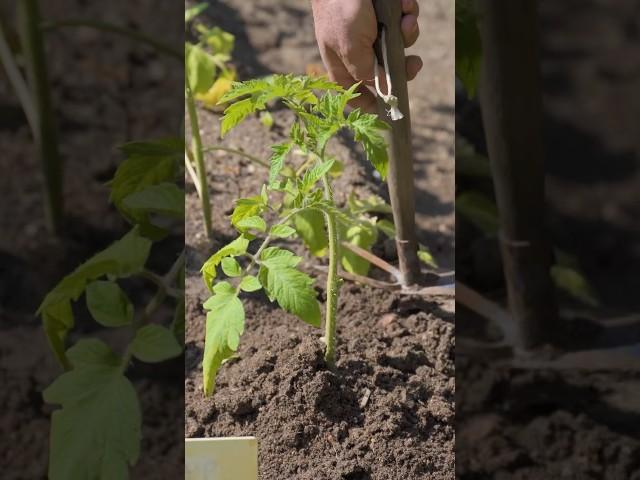ОКУЧИВАЕМ ТОМАТЫ #сад #дача #огород #семена #томаты