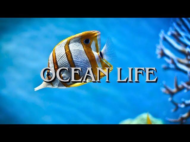 Beautiful images of Ocean life (4K UHD) With Music and beautiful images to relax