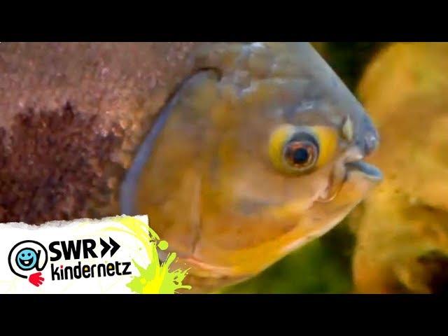 Piranhas bei OLIs Wilde Welt | SWR Kindernetz