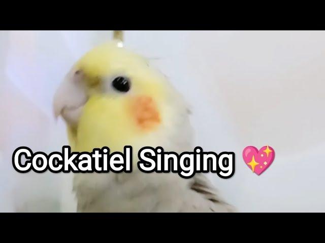 Cockatiel Singing Dancing 