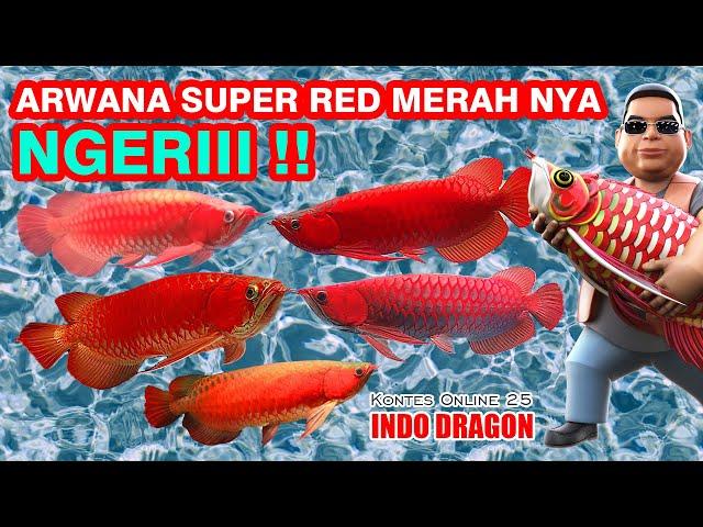 Arwana Super Rednya Ngeri ngeri !!