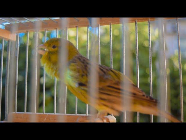 Timbrado Español Original - Canary Training Song